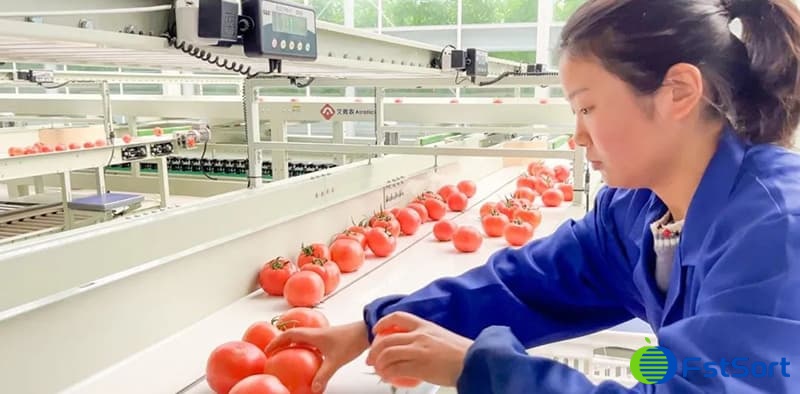 images/1674978706603tomato sorting.jpg